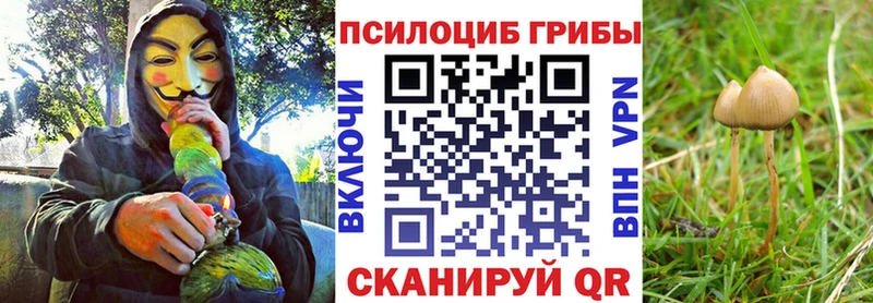 Псилоцибиновые грибы Psilocybe  Холм 